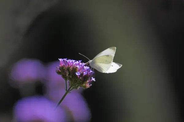 Метелик Квітці Капуста Біла Метелик — стокове фото