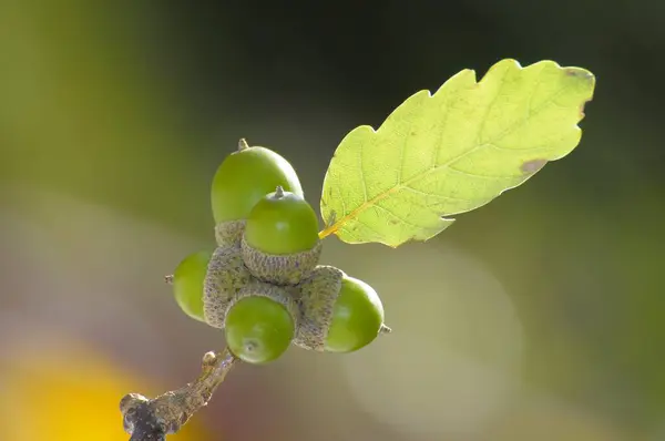 Ghiande Con Fogliame Sul Ramo Quercia Inglese Quercus Robur — Foto Stock