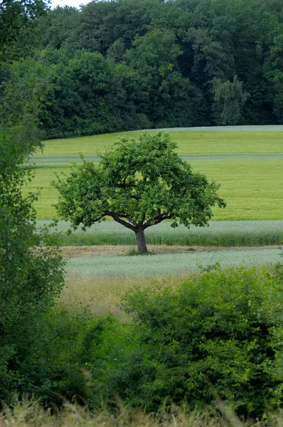 Яблоня Поле Лес — стоковое фото