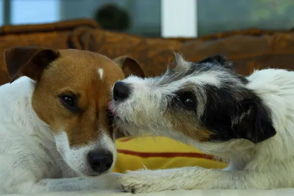 Two Jack Russell Terriers, Brown and White and Tricolour, lying together on a sofa, caressing one another, FCI Standard No. 345, two Jack Russell Terriers, are lying together on a sofa, caressing one domestic dog (canis lupus familiaris)