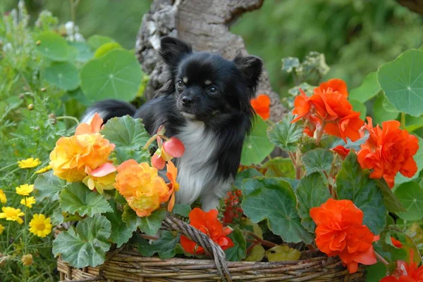 Chihuahua Varón Pelo Largo Tricolor Pie Entre Begonia Floreciente Fci —  Fotos de Stock