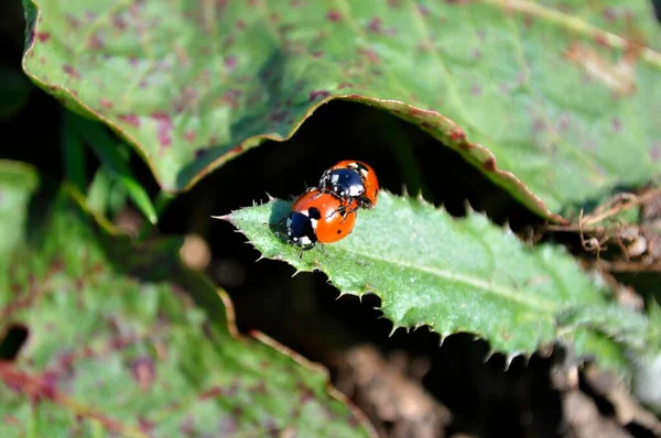 Seven-spott ladybird (Coccinella septempunctata), seven-spotted