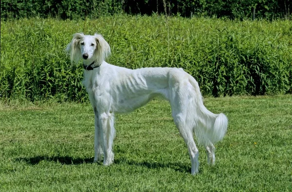 Saluki Greyhound Persa Anos Greyhound Persa Anos — Fotografia de Stock