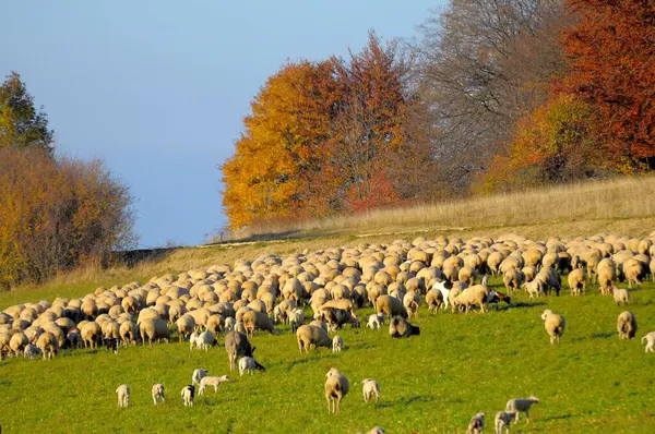 Flock Sheep Autumn Pasture Daytime — Stock Photo, Image
