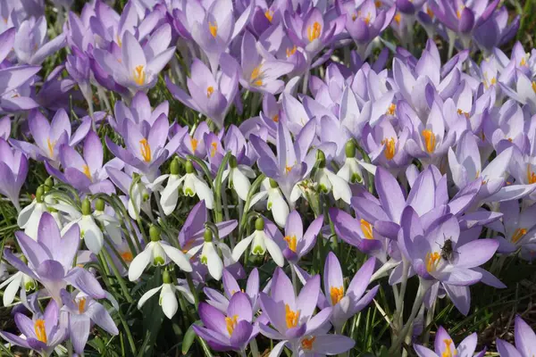 White Saffron Snowdrops Flowers — Stock Photo, Image