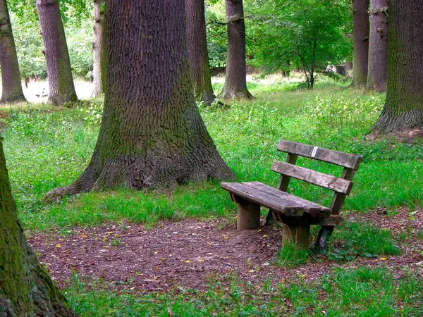 Bench in the forest oak forest, oak tree in Stuttgart-Riedenberg, BW. D. Park bench