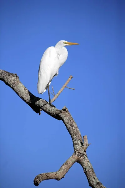 Great Egret Pantanal Brazílie Dospělý Stromě Great White Egret Casmerodius — Stock fotografie