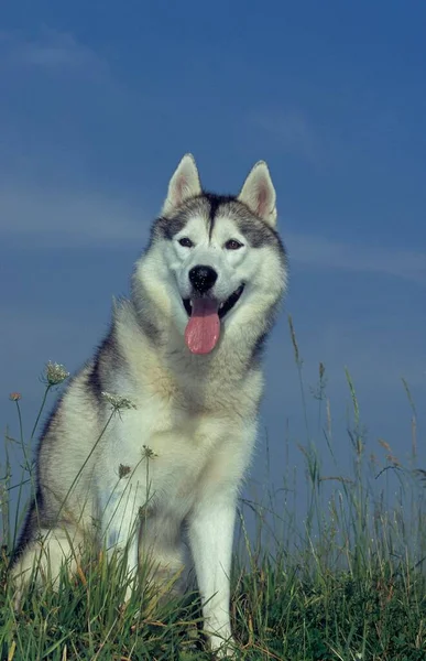 Сибірський Хаскі Скандинавський Свинячий Собака Fci Стандарт 270 Річний — стокове фото