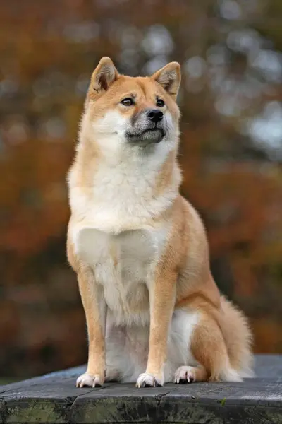 Shiba Inu Zittend Steen Fci Standaard Japans Hondenras — Stockfoto