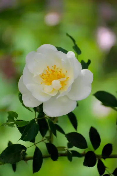White Climbing Rose Garden — Stock Photo, Image
