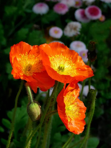 美丽的罂粟花在花园里盛开 — 图库照片