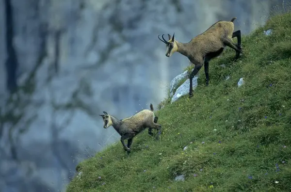 Dwie Kozice Zboczu Góry Chamoises Rupicapra Rupicapra Chamois — Zdjęcie stockowe