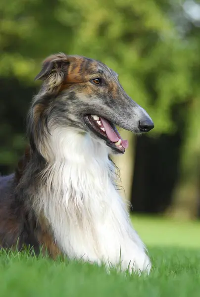 Borzoi Rus Greyhound Köpek Lupus Familiaris Erkek Portre — Stok fotoğraf
