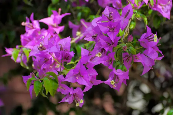 Kolorowe Kwiaty Kwitnące Ogrodzie Letnim — Zdjęcie stockowe