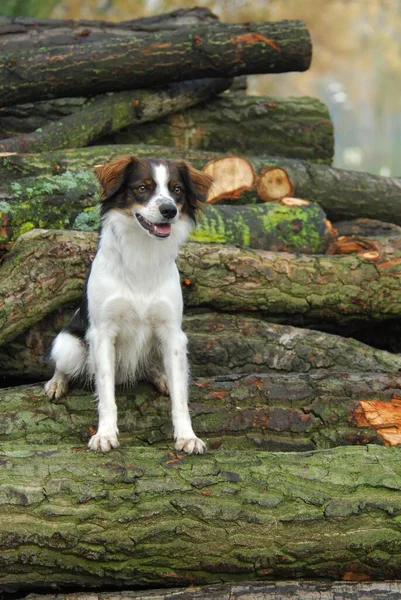Kromfohrlnder Hund Auf Holzstapel — Stockfoto