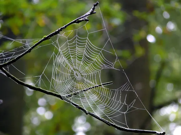 Spider Web Rope — Stock Photo, Image