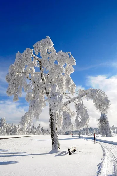 Шварцвальд Снежный Пейзаж Заснеженные Березы — стоковое фото