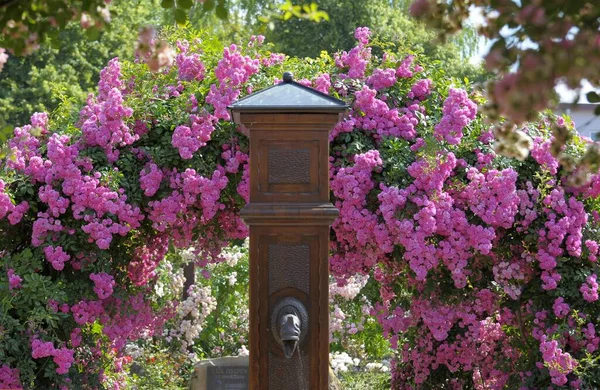 Розовый Сад Федермесе Розовая Арка Тупик — стоковое фото