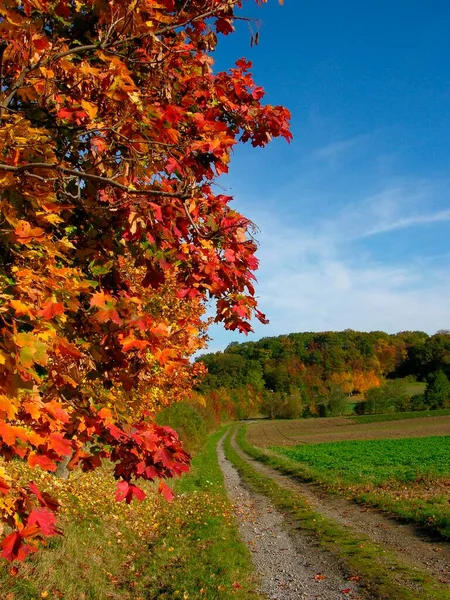 Pad Grondige Herfst Ingediend Schilderachtige Natuur Achtergrond — Stockfoto