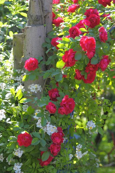 Rosas Rojas Jardín Verano —  Fotos de Stock