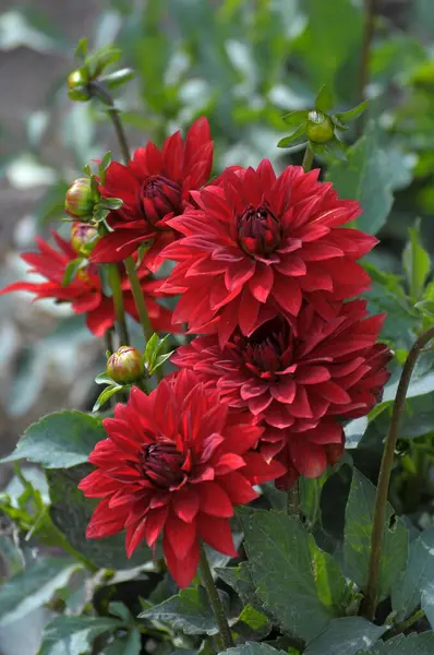 Dahlias Bloom Garden — Stock Photo, Image
