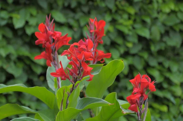 Canna Floração Vermelha Jardim — Fotografia de Stock