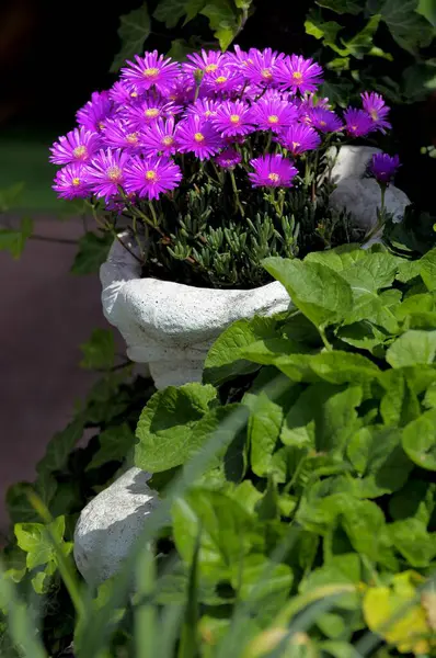 Midday flower purple flowering, midday flower (Lampranthus spectabilis) in shoe, shoe pot