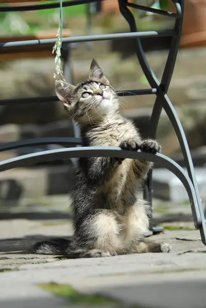 若い家庭用子猫 タビー 庭の椅子に立って 非プリーショートヘアのブレードで遊んで 庭の椅子に立って芝生 フェリスシルベストリス のブレードで遊んでいます — ストック写真