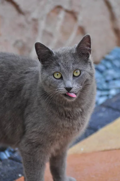 Kucing Domestik Berwarna Abu Abu Kucing Kartusian Bulu Pendek Inggris — Stok Foto