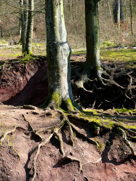 Beech Forest Erosion Exposed Roots Linear Erosion — Stock Photo, Image