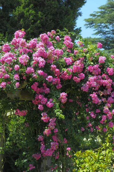 Lake Constance Mainau Island Rose Garden Climbing Roses — Stock Photo, Image