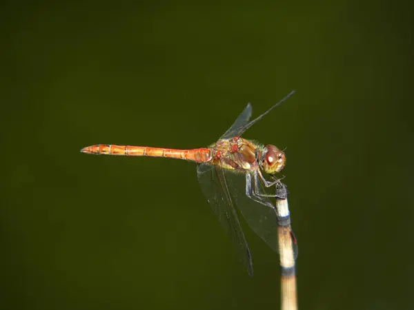 Dragonfly Edge Pond Four Spotted Dragonfly Libellula Quadrimaculata — Stock Photo, Image