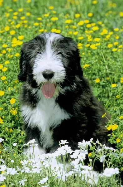 Collie Barbu Chien Berger Chiot Semaines Collie Barbu Chien Berger — Photo