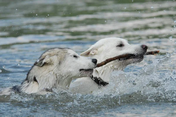 Een Jonge Alaskan Malamute Een Witte Zwitserse Herder Zwemmen Zij — Stockfoto