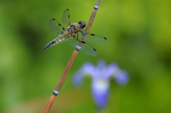 Dragonfly Wild Nature Closeup — Stock Photo, Image