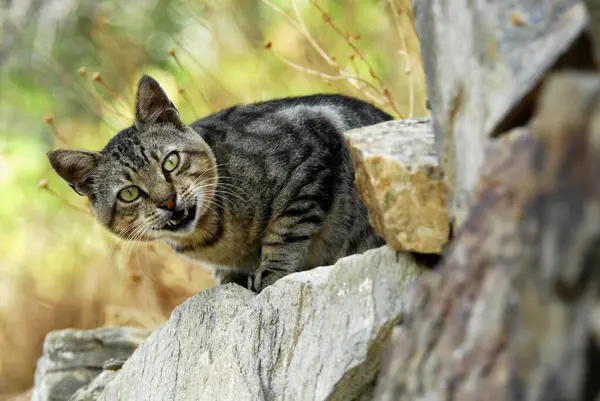 かわいい猫のクローズアップ 国内猫 — ストック写真