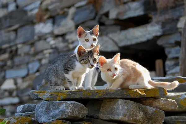 Три Молодых Домашних Котенка Сидят Бок Бок Скалистой Стене — стоковое фото