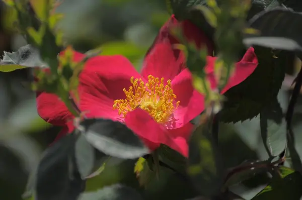 Rose Rouge Floraison Unique Roseraie Oberderdingen — Photo