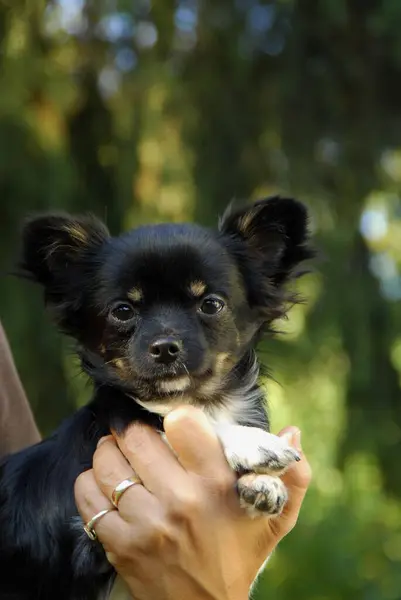 Młody Chihuahua Miesięcy Mężczyzna Długo Powlekany Trójkolor Trzymany Jednej Ręce — Zdjęcie stockowe
