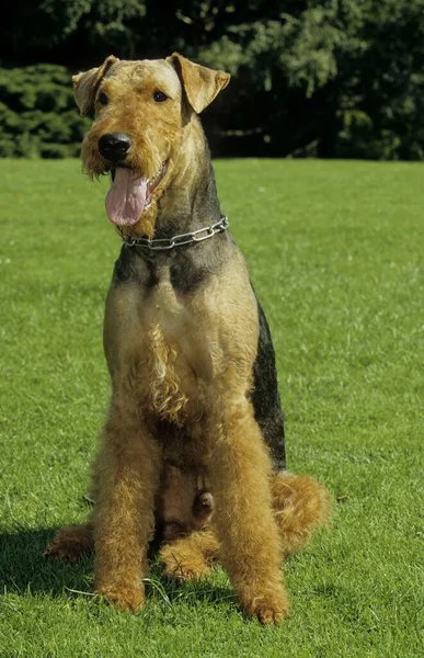 Airedale Terrier Waterside Terrier Bingley Terrier Fci Standaard — Stockfoto