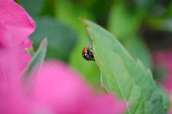 Coccinelle Assis Sur Les Fleurs Hortensia Dans Jardin — Photo