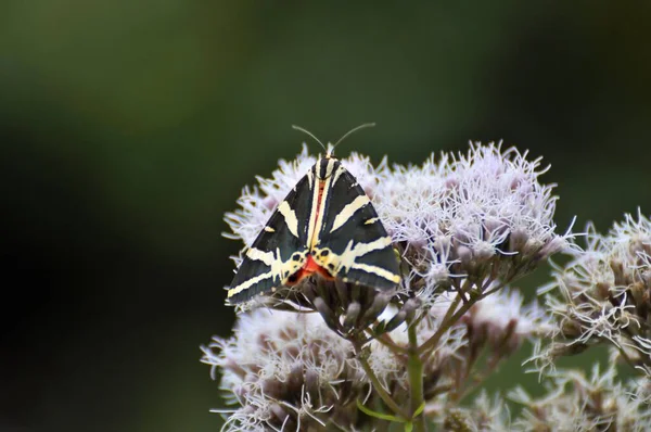 Vista Butterfly Orso Russo — Foto Stock