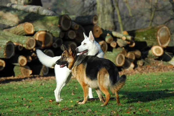 Çoban Köpeğinin Yakın Görüntüsü — Stok fotoğraf