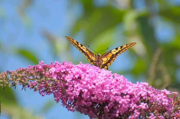 Mariposa Verano Arbusto Lila Lanza Lila Cola Golondrina Papilio Machaon — Foto de Stock