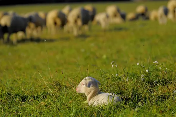 Landskap Schwabiska Alb Flock Får Hösten Bete Lamm Liggande Tamfår — Stockfoto
