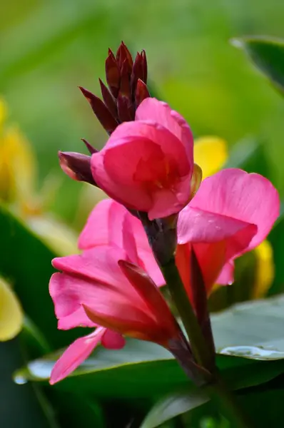 Floraison Canne Dans Jardin — Photo