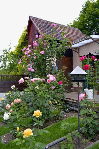 Kwitnące Róże Ogrodzie Karmnik Ptaków — Zdjęcie stockowe