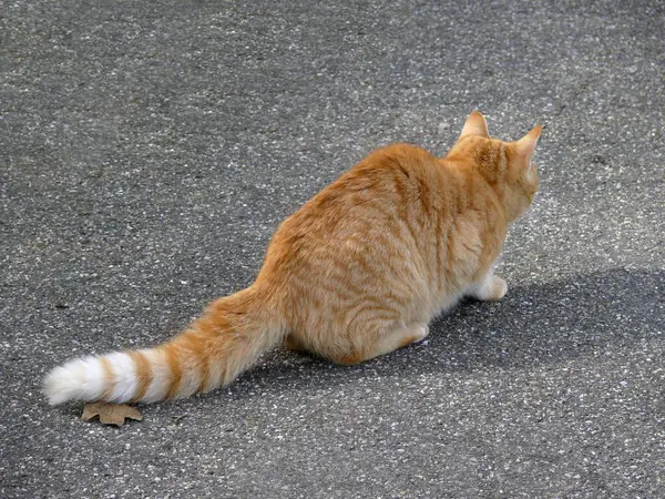 Czerwony Kot Domowy Siedzi Asfalcie Widok Bliska — Zdjęcie stockowe