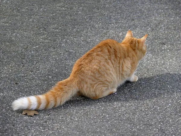 Rote Hauskatze Sitzt Auf Asphalt Nahsicht — Stockfoto