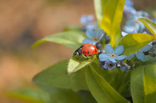 Ladybird Com Esquecer Não Jardim Madeira Esquecer Não Myosotis Sylvatica — Fotografia de Stock